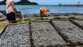 How small fish packs a big punch across the globe